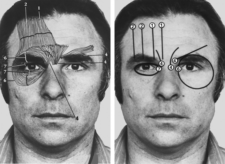 Slika 7.2: Paul Ekman, et al., Sistem kodiranja obrazne mimike (Facial Action Coding System, FACS), 2002.