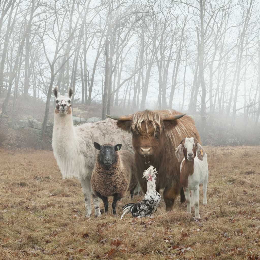 Rob Macinnis: Untitled # 4. Courtesy of the author.