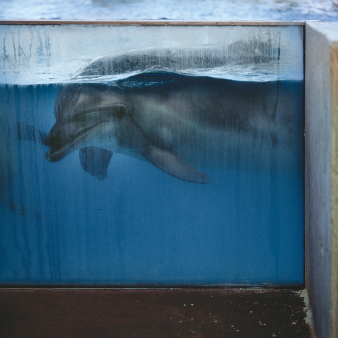 Slika 4. Yannis Karpouzis, Delfin v ujetništvu, iz fotoknjige Paralelna kriza, 2021. © Z dovoljenjem avtorja.